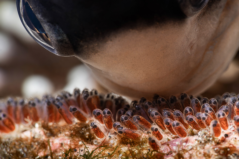 Illustration for article titled 2018's Award-Winning Ocean Photos Will Transport You to Another Planet